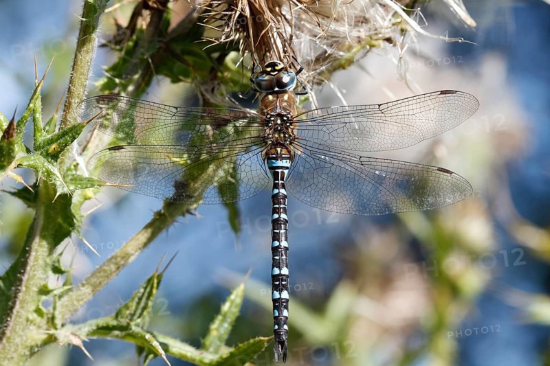 Migrant hawker