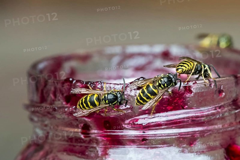Four common wasps