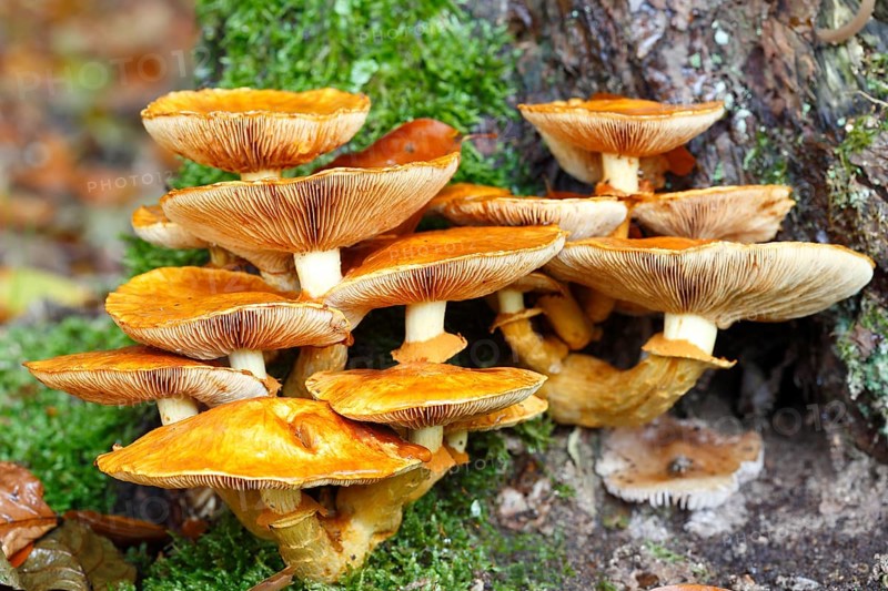 Sheathed woodtuft