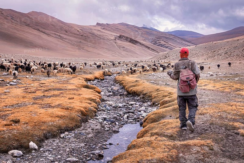 A herder with his Chyangra pashmina goats