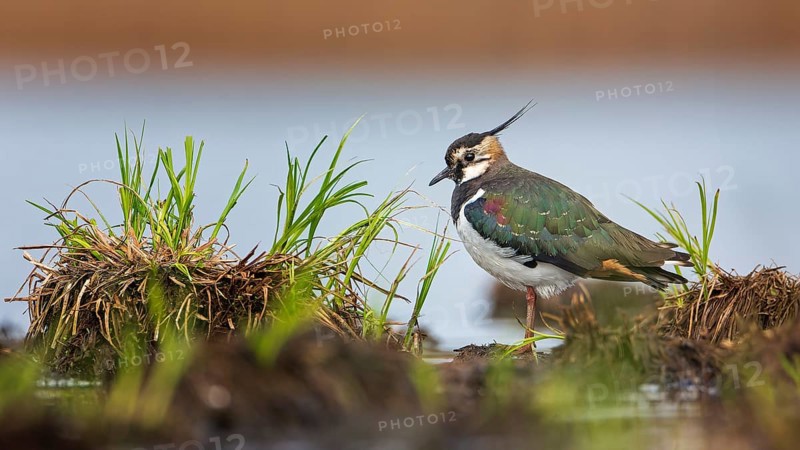 Northern lapwing