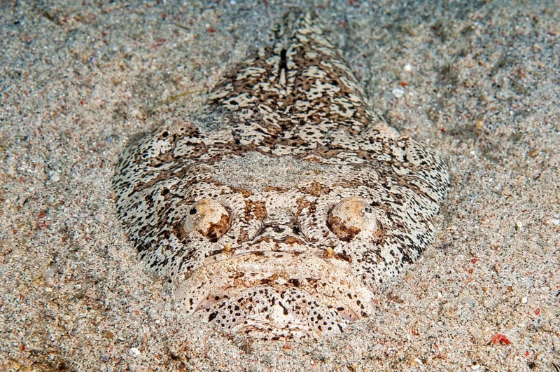 Marbled Stargazer