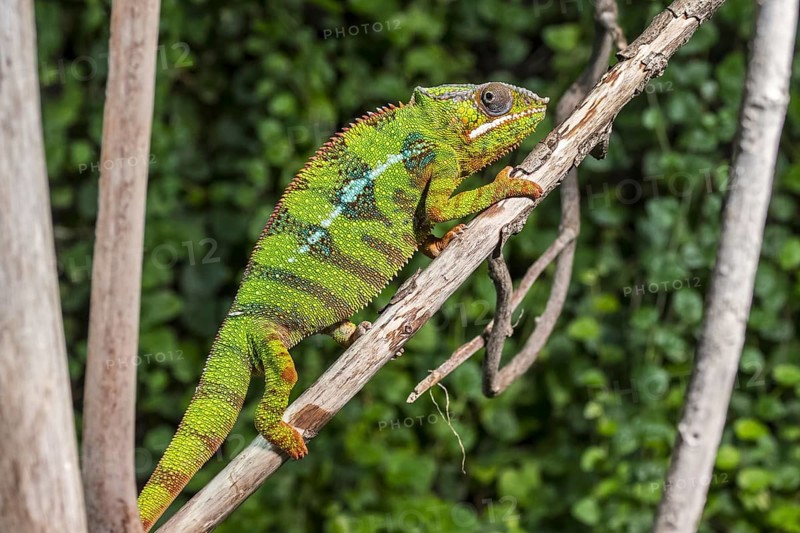 Panther chameleon