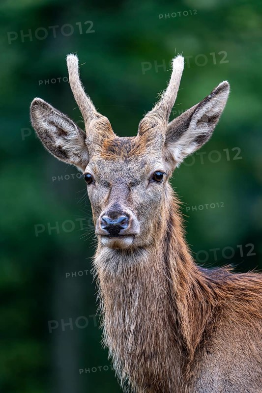 Red deer