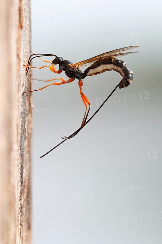 Wood hatchling wasp