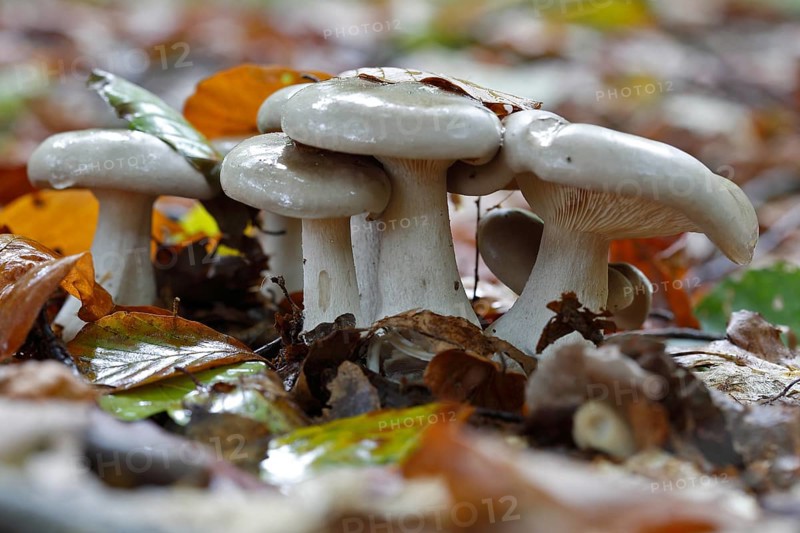 Clouded funnel fungus