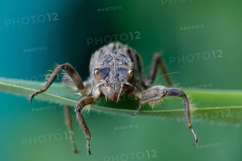 Dragonfly larva in front of hatching on a reed leaf