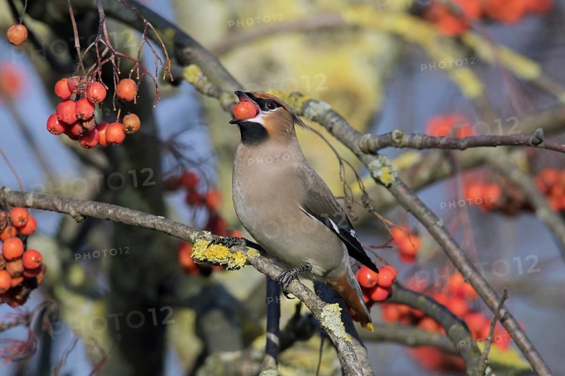 Bohemian waxwing