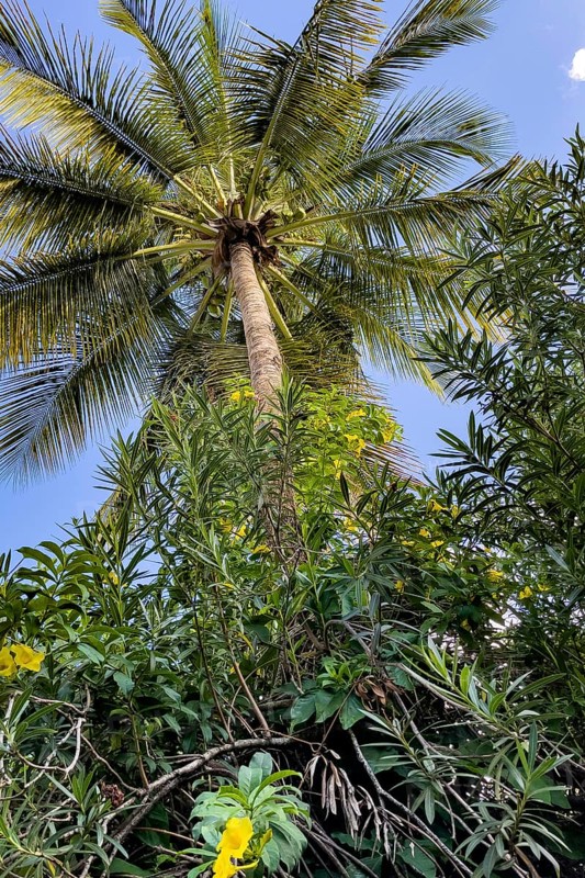 View from below of lower palm fronds of palm crown Crown of palm Coconut palm