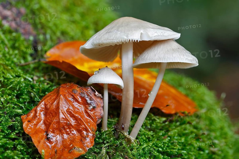 Ivory Snail