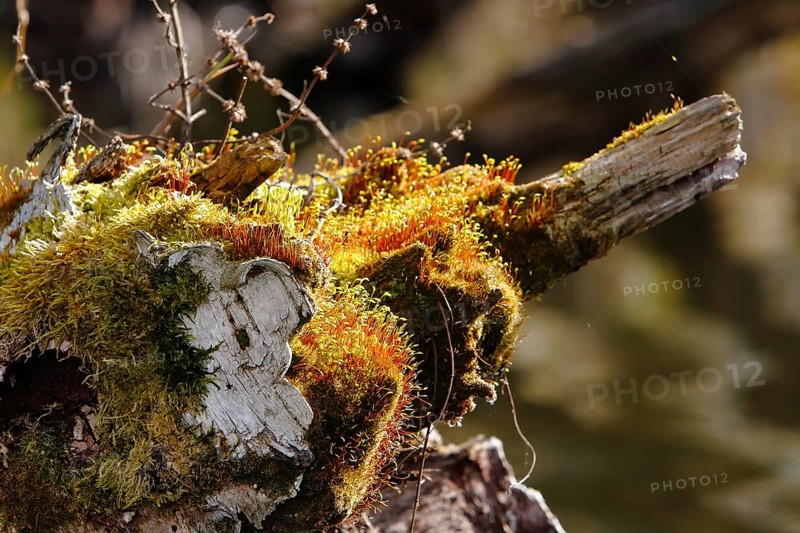 Spore capsules of the golden lady's moss