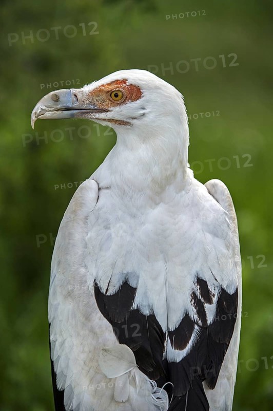 Palm-nut vulture