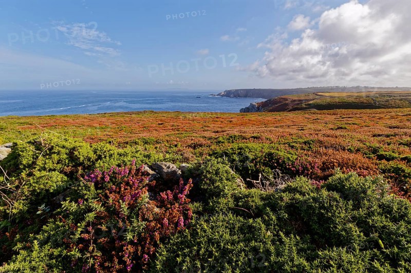 Heathland and rocky coast at Pointe de Castelmeur