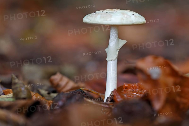 Spring tuber leaf fungus