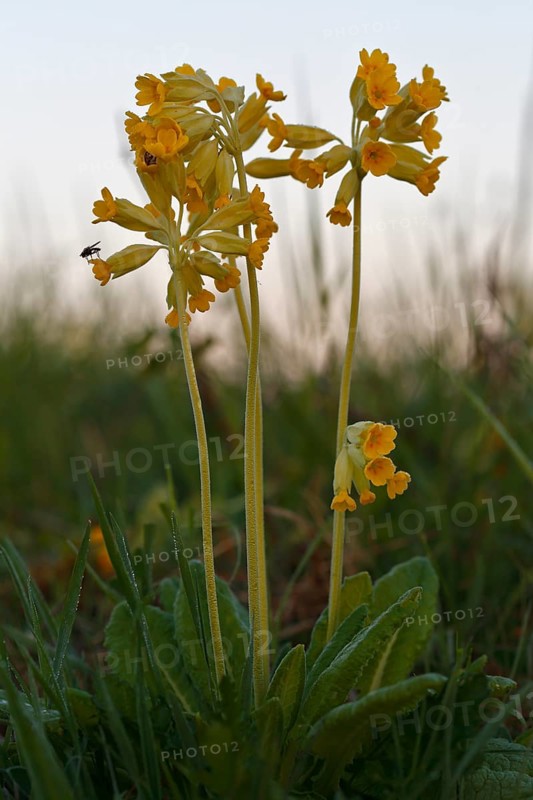 Common cowslip