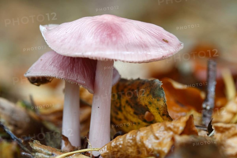 Pink small forest mushroom