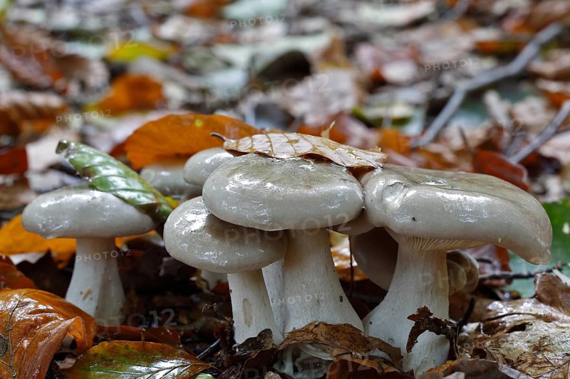Clouded funnel fungus