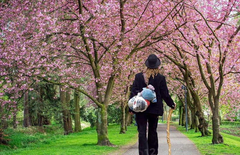 Travelling Craftswoman Japanese Cherries Alley Stadthagen Germany