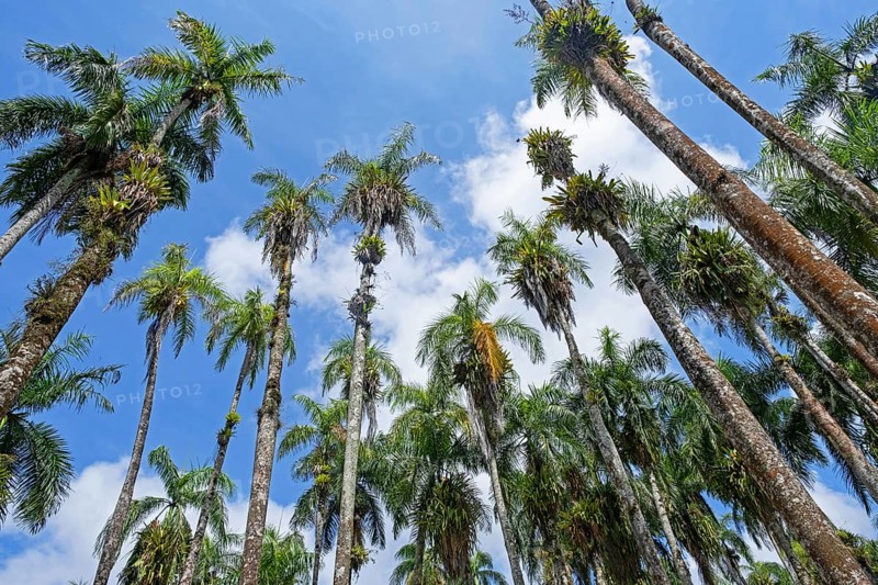 Royal palm