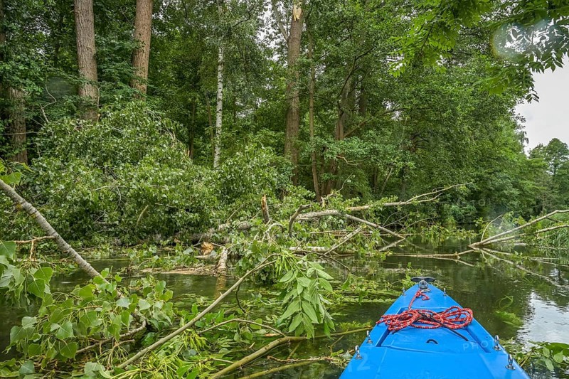 Trees have fallen into a canal after strong winds