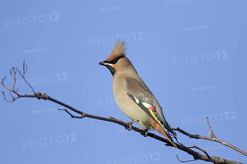 Migrating Bohemian waxwing