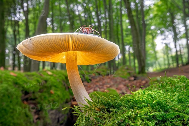 Mushroom on moss with spider Forest Todenmann Germany
