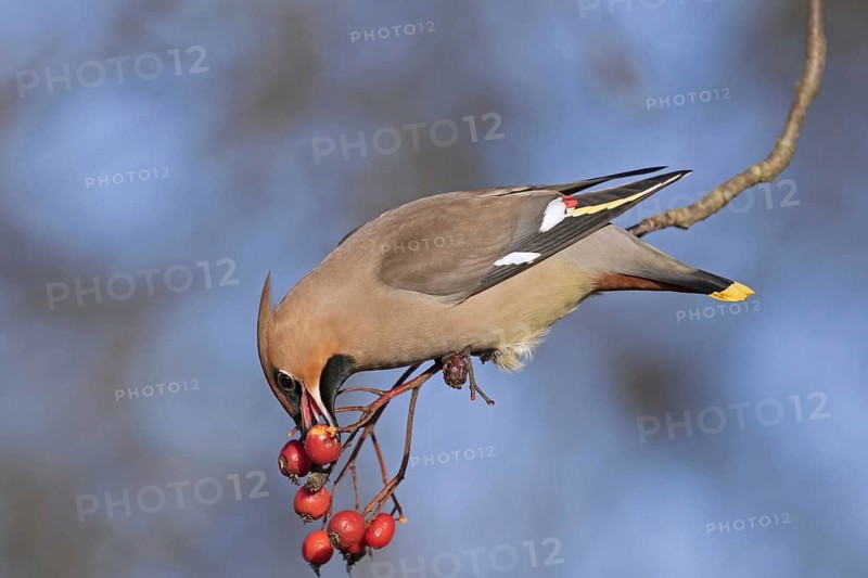 Bohemian waxwing