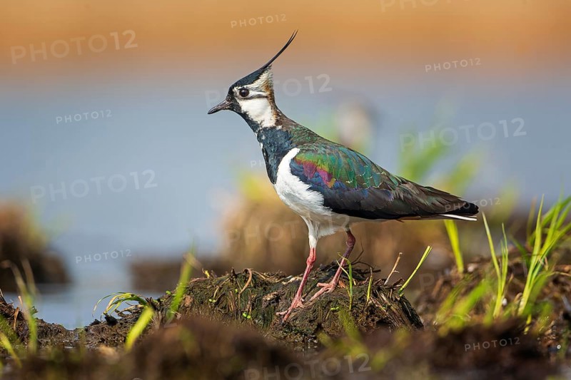 Northern lapwing