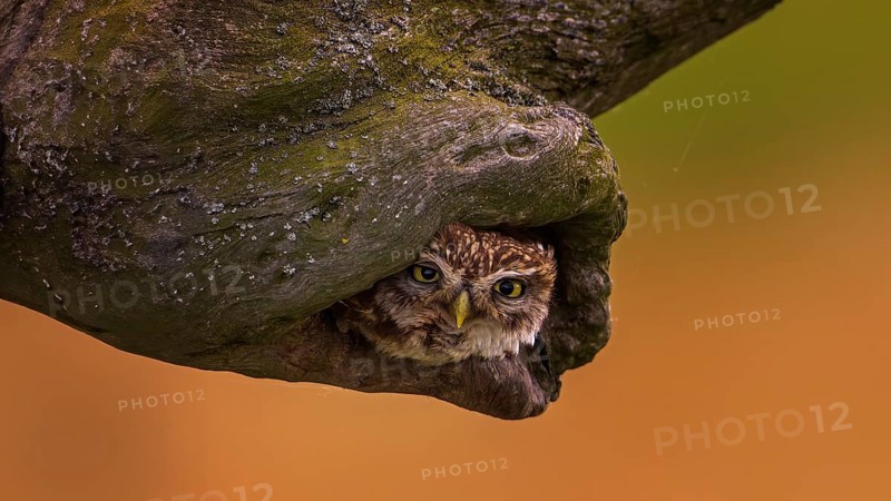 Little Owl
