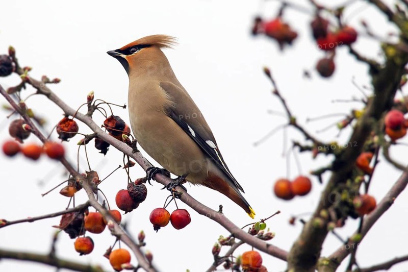 Bohemian waxwing