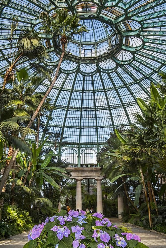 Palm trees in the Jardin d'hiver