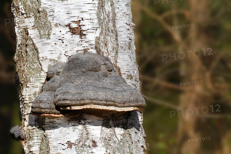 Birch polypore