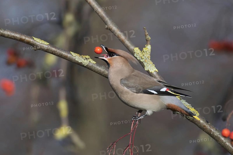 Bohemian waxwing