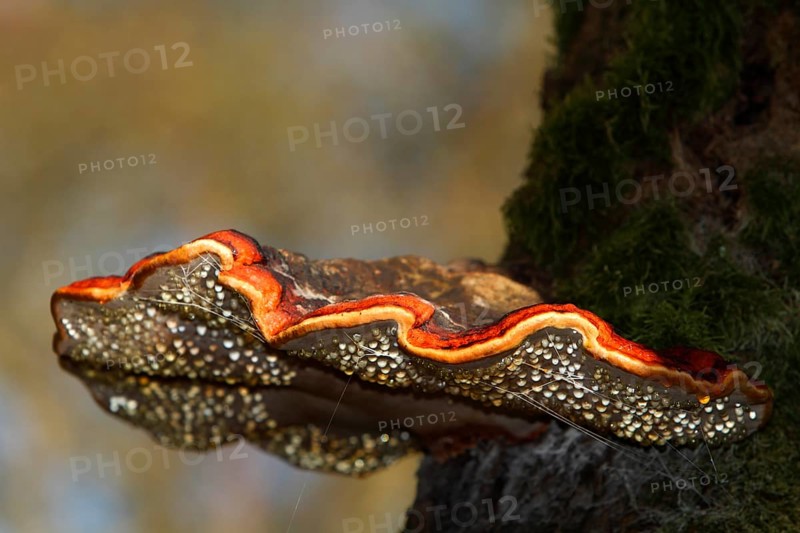 Red banded polypore