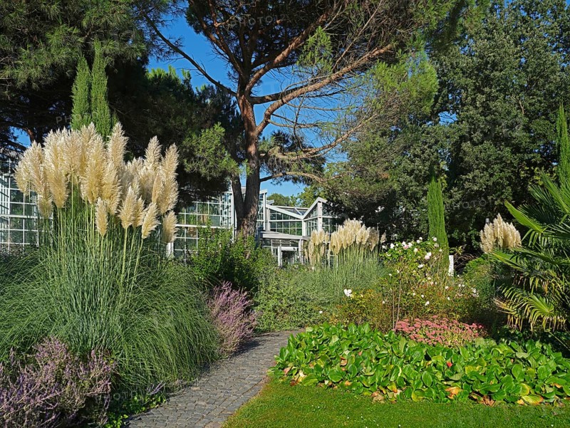 Pampas grass
