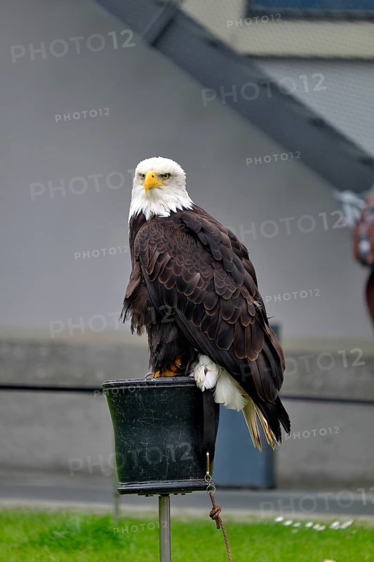 Bald eagle during a bird show