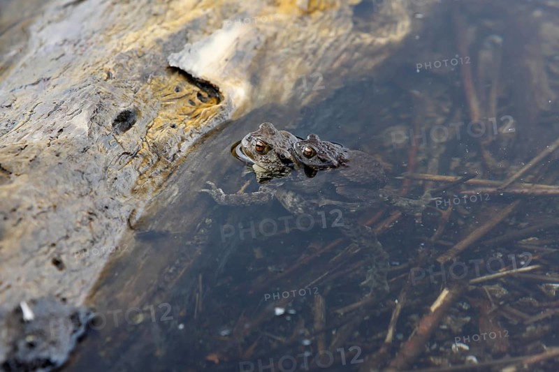 Common toad