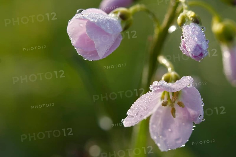 Cuckoo flower