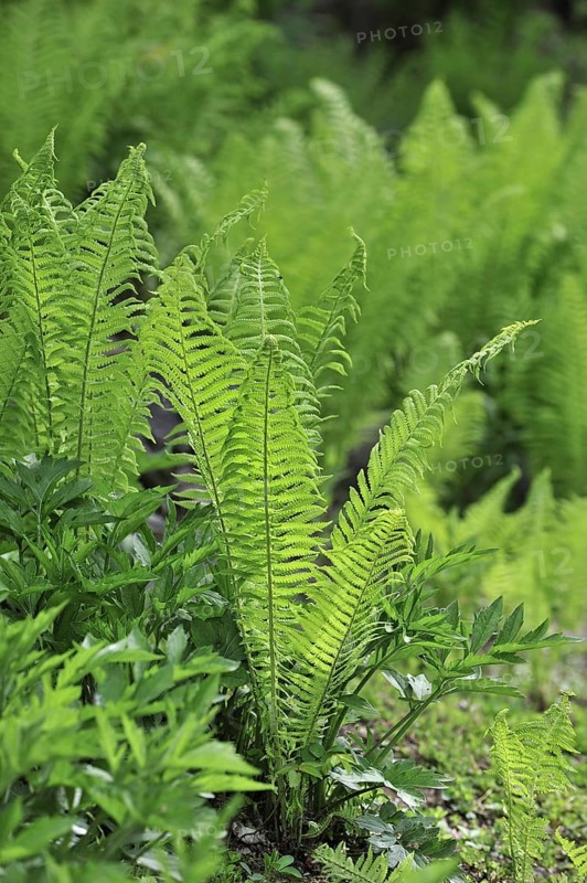 Ostrich fern