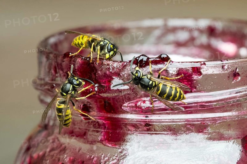 Three common wasps