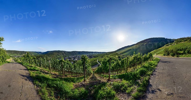 Backlit vineyard in the evening in Kroev