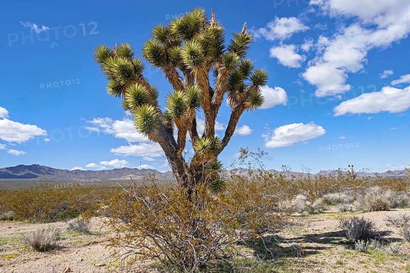 Joshua tree