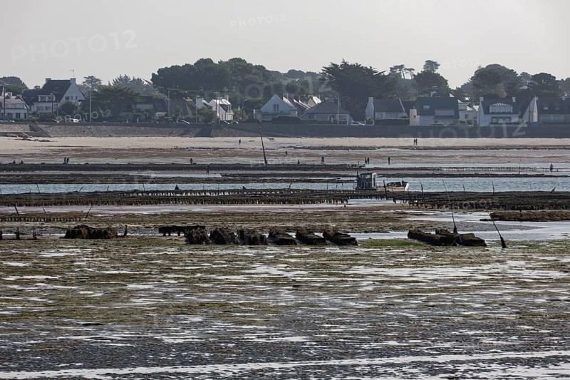 Oyster beds in the bay of Plouharnel in Brittany. Morbihan