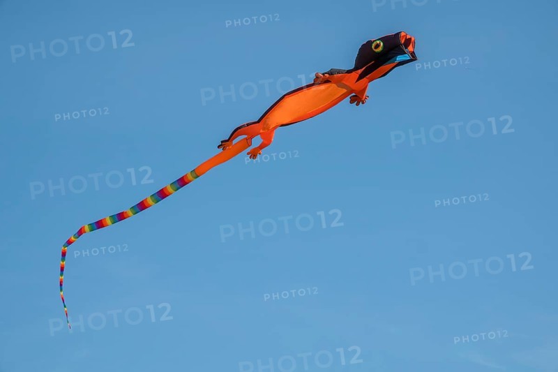 Lizard as a kite at the kite festival