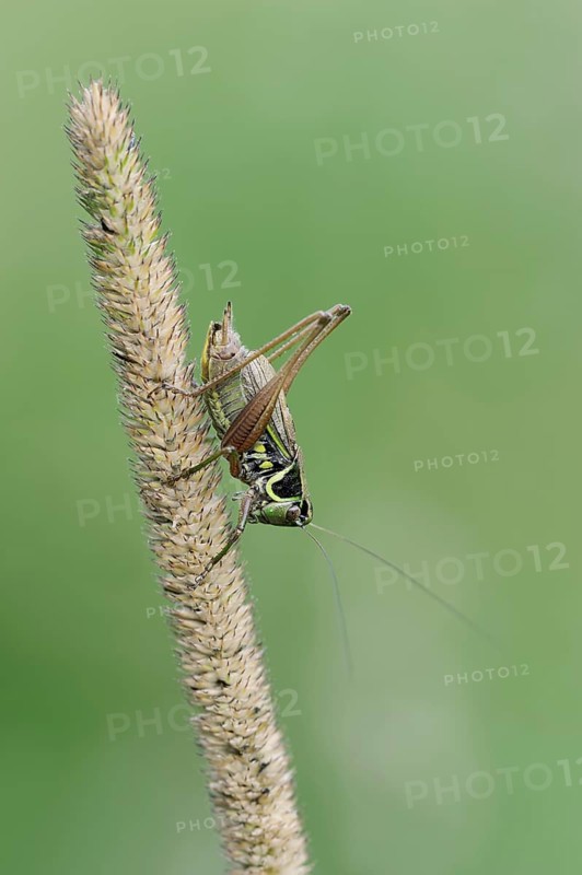 Roesel's bush-cricket