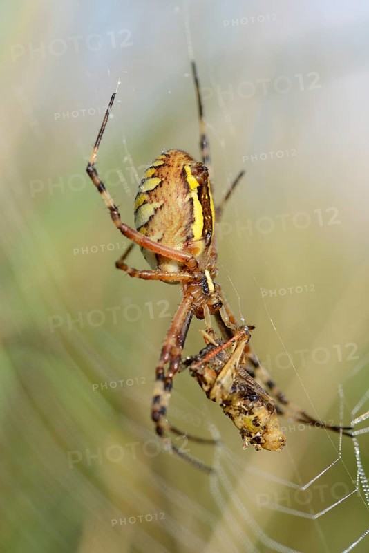 Wasp spider