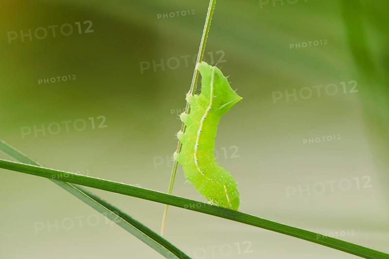 Copper underwing