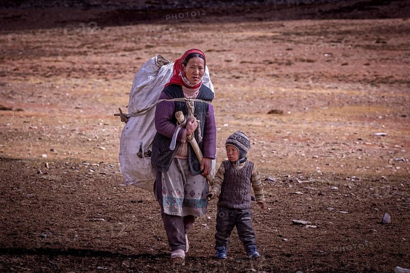 A Changpa nomad with child collects twigs and roots to be used to make fire