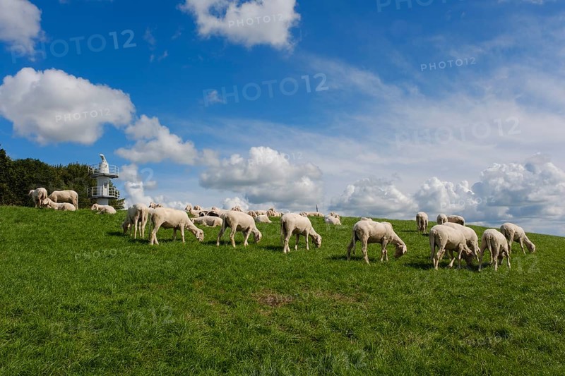 Sheep