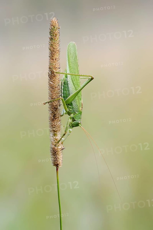 Great green bush cricket